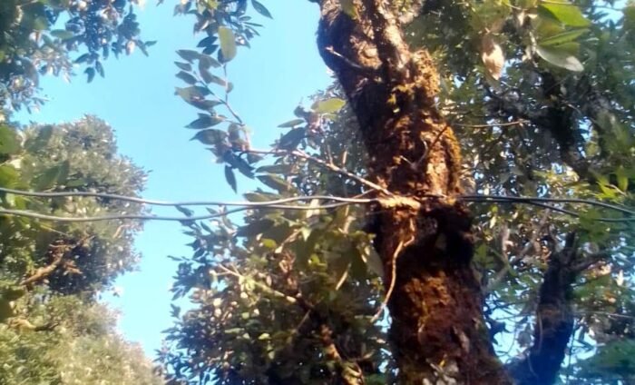 हरे पेड़ों पर बंधे बिजली के तार यँहा दे रहे दुर्घटना को न्यौता